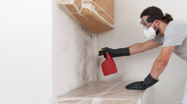 Professional Mold Remediation technician working in Port Angeles East, WA