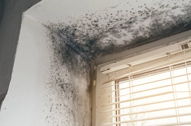 Affordable Mold Remediation solutions in Port Angeles East, WA